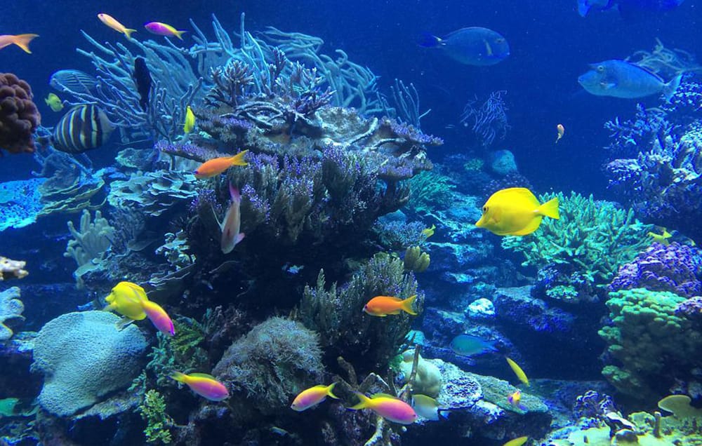 raw-reef.jpg