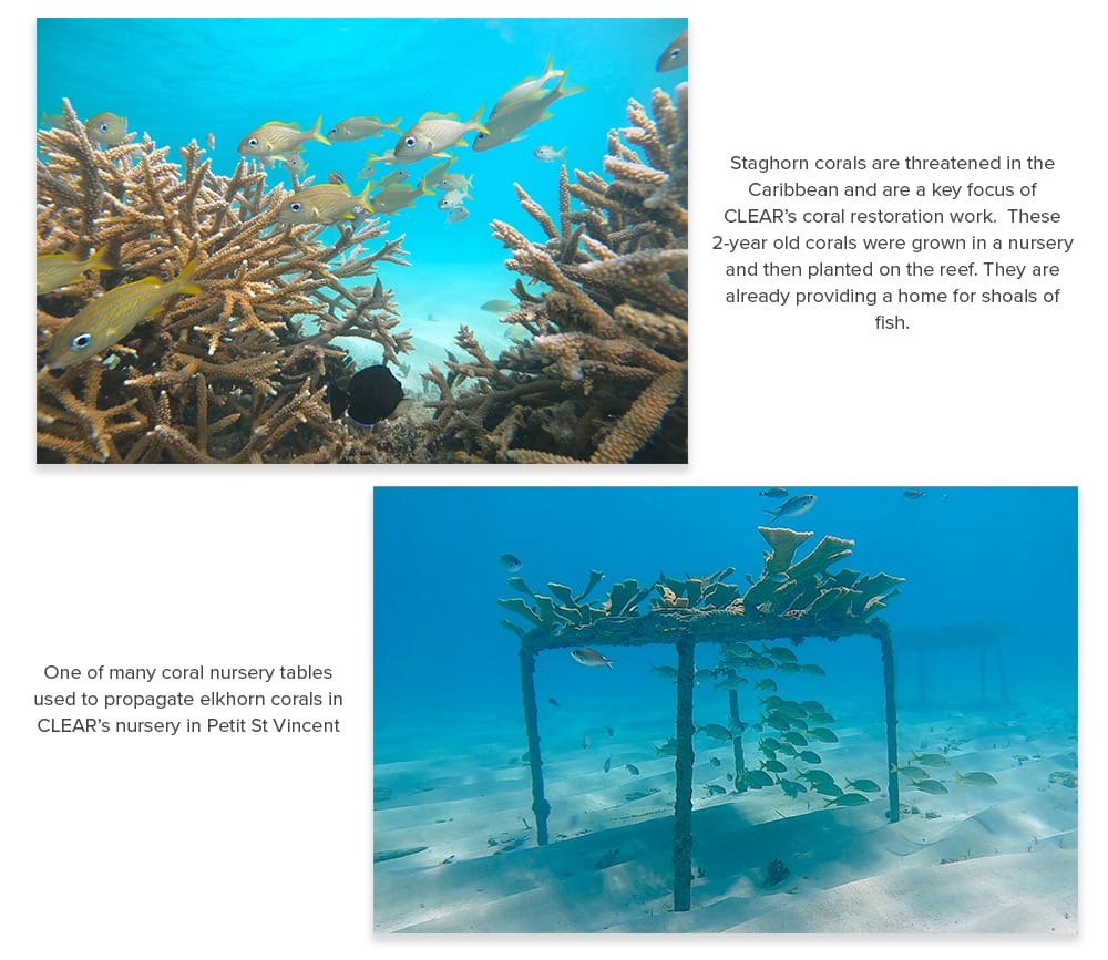 raw-coral_reef_3a.jpg
