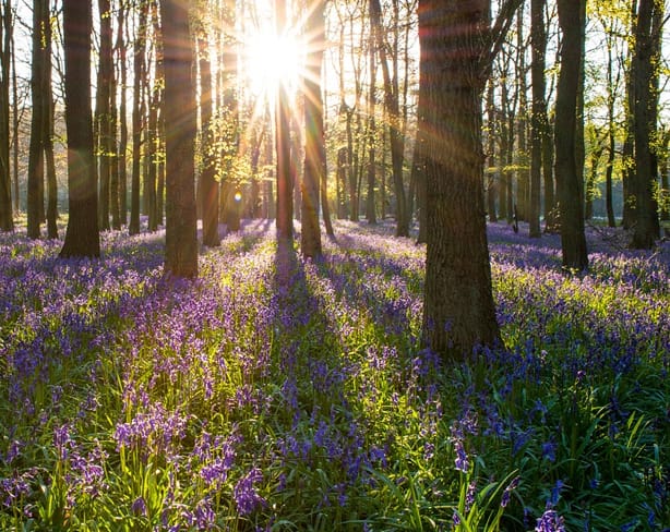 raw-bluebell_wood.jpg