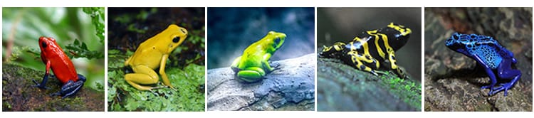raw-frogs.jpg